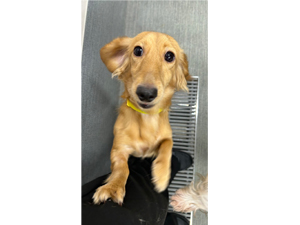 生徒が撮影したモデル犬たち♪